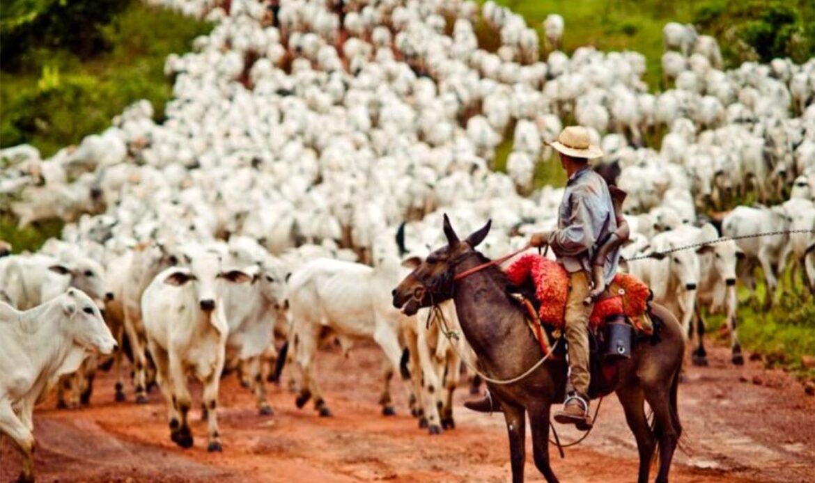 Protocolo define compromissos ambientais para a pecuária no Cerrado