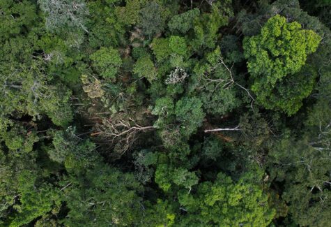 Parceria dedica atividades à Amazônia