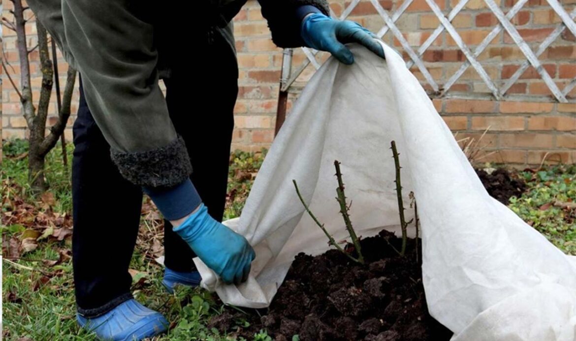 Artigo: fertilizantes no cuidado com as plantas durante o inverno