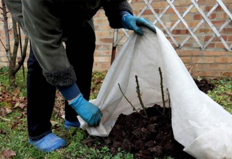 Artigo: fertilizantes no cuidado com as plantas durante o inverno