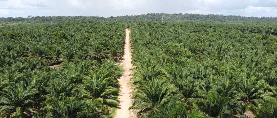 Agricultura sustentável gera milhares de empregos na região Amazônica