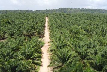 Agricultura sustentável gera milhares de empregos na região Amazônica